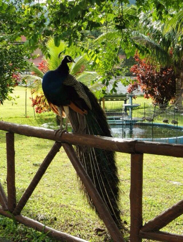 Pousada Berro D' Agua Guapimirim Buitenkant foto